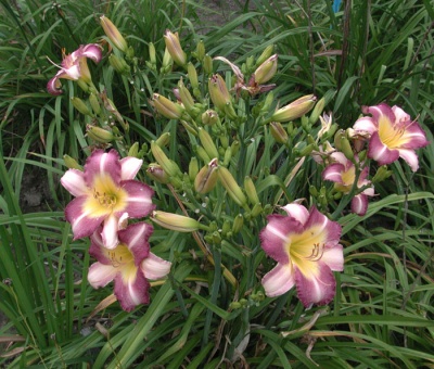 OLALLIE KEITH