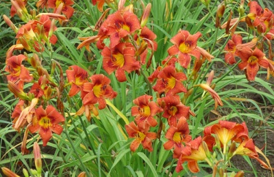 OLALLIE KEITH STONE'S SUNSET(40-09)
