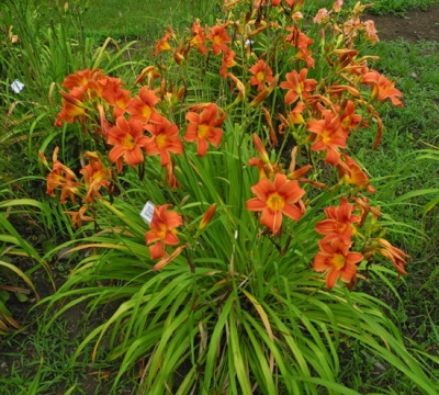 OLALLIE KEITH STONE'S SUNSET(40-09)