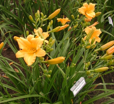 OLALLIE LASS
