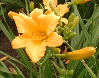 OLALLIE LASS