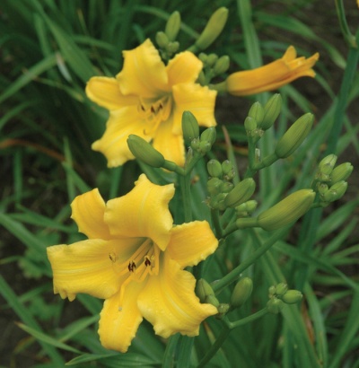 OLALLIE LASS
