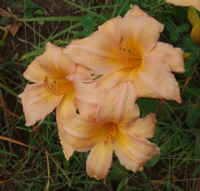 OLALLIE LATE RISER