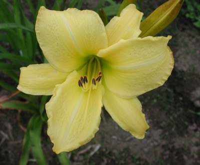 OLALLIE LIME