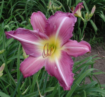 OLALLIE PERKY PURPLE