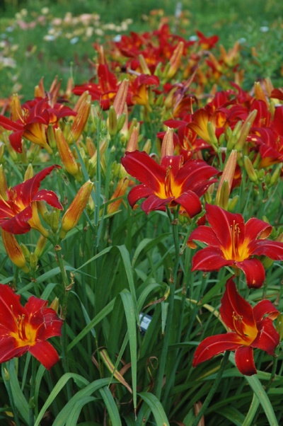 OLALLIE RED