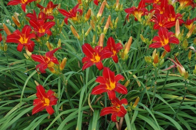 OLALLIE RED