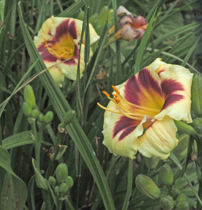 olallie-saras-delight-23b-600px