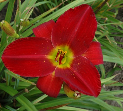 OLALLIE SHOSHANNA MARIE