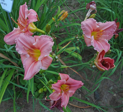 OLALLIE WENDY (30-07) (VT)