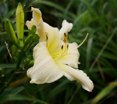 OLALLIE WHITE STAR