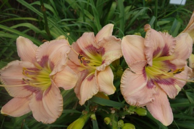 daylily