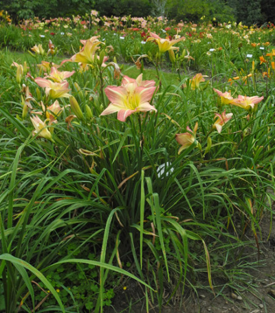 rose-water-clump-500px