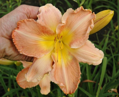 RUFFLED PANTALOONS