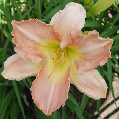 RUFFLED PANTALOONS