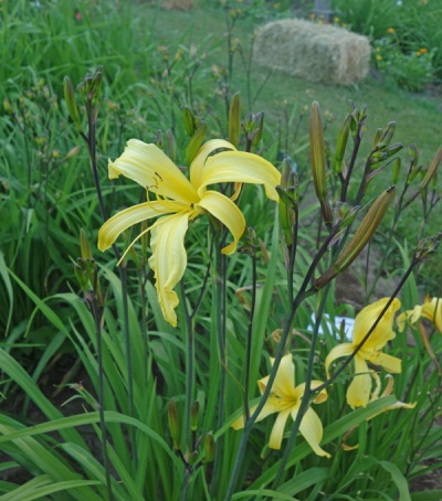 Yellow Hornet Daylily