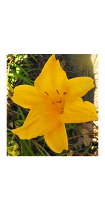 OLALLIE SEPTEMBER LOVE (+ 24-30 9-29-04) (VT)