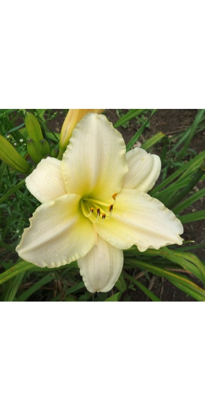 OLALLIE SUZANNE REVEILLAUD (1-15-2016)
