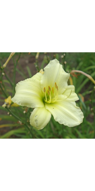 OLALLIE GOLDEN CHERIE CYNTHIA (1-2-2017)