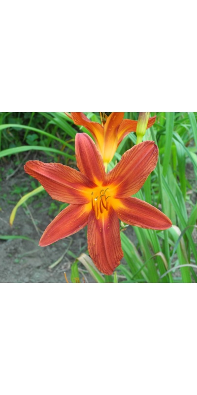 OLALLIE DEWS KINFOLK (10-05) (VT)