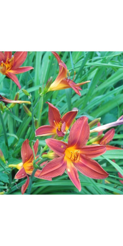 OLALLIE DEWS KINFOLK (10-05) (VT)