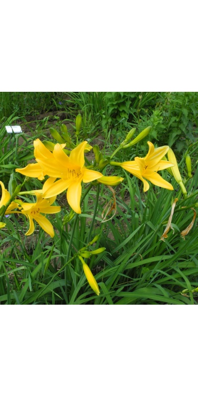 OLALLIE LILY LOU (10-12)