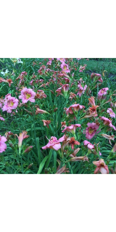 OLALLIE MARY MANNING (12-09)
