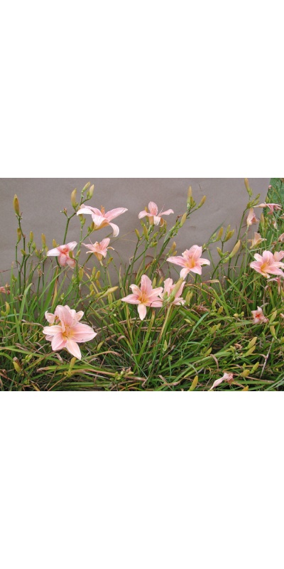 CHAMELEON FLOWER (VT)