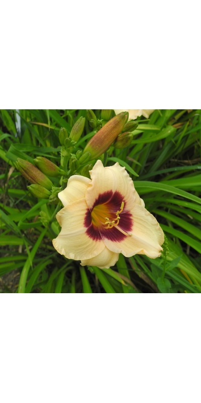 OLALLIE JOYCE LEE (15-29-2017)