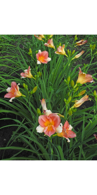 151-21row-600px