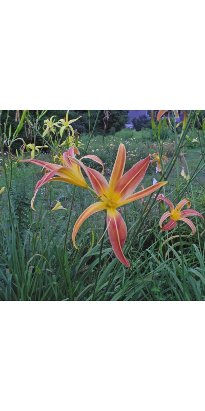 191-21-bicolor