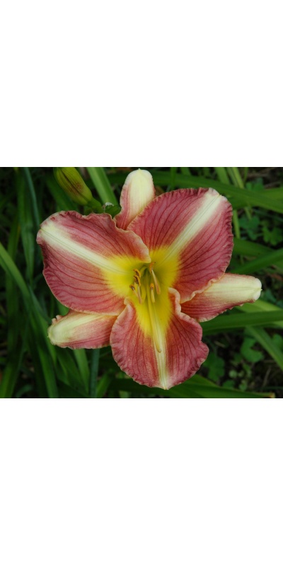 OLALLIE MAUREEN'S GARDEN (2007-2) (VT)