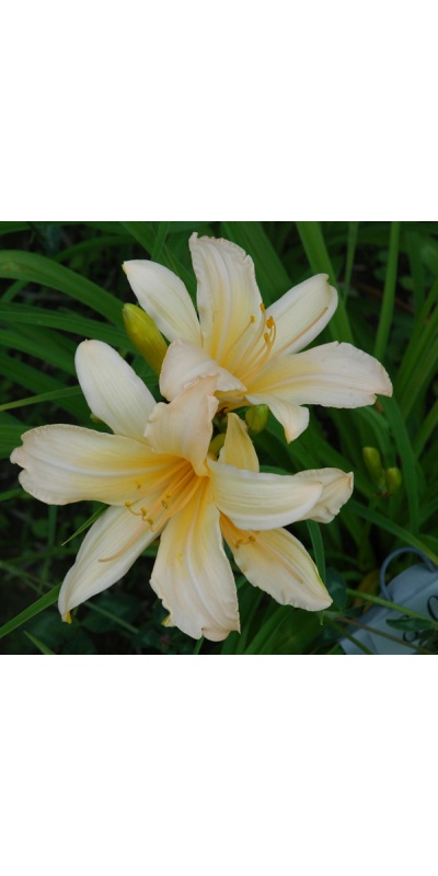 8-07 (VT)