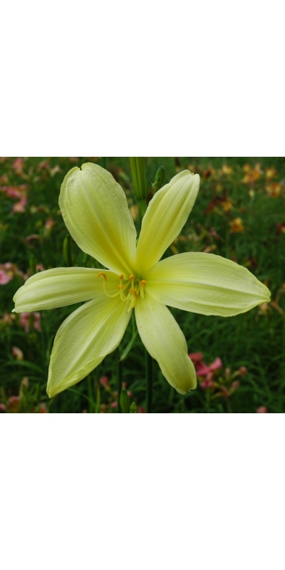 OLALLIE THERESA'S BEAU. (23-07)