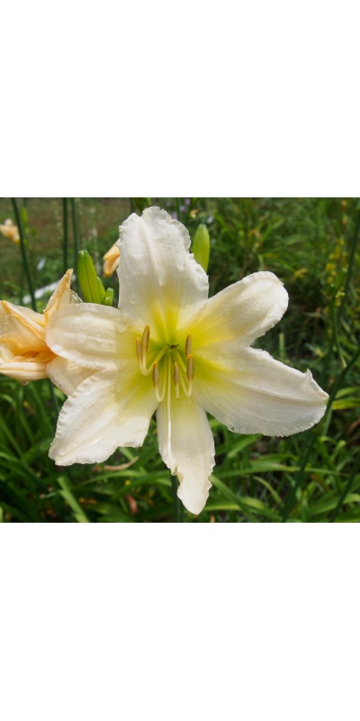 OLALLIE ANNETTE (23-11) (VT)