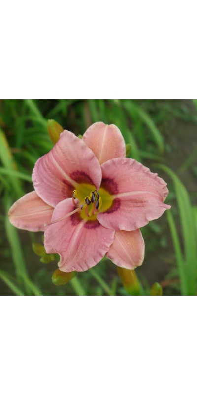OLALLIE MISS COURTNEY (26-05) (VT)
