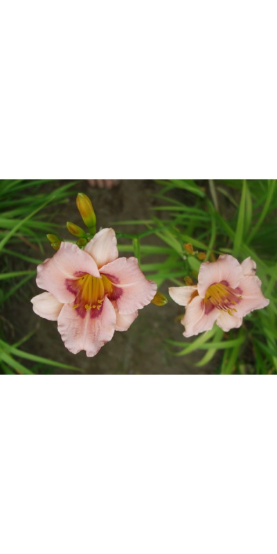OLALLIE MISS COURTNEY (26-05) (VT)