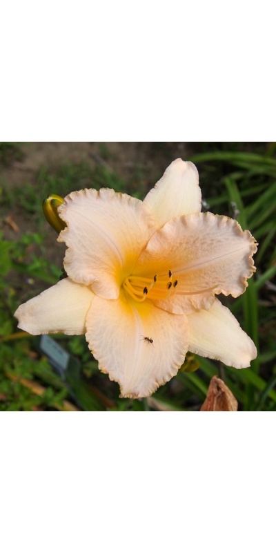 OLALLIE SYLVIA CLEVELAND (27-05)