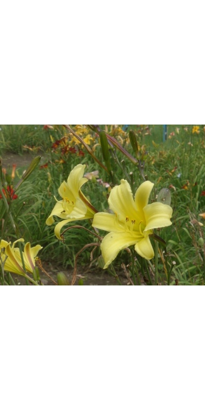 OLALLIE EMILY ELIZABETH (30-13)