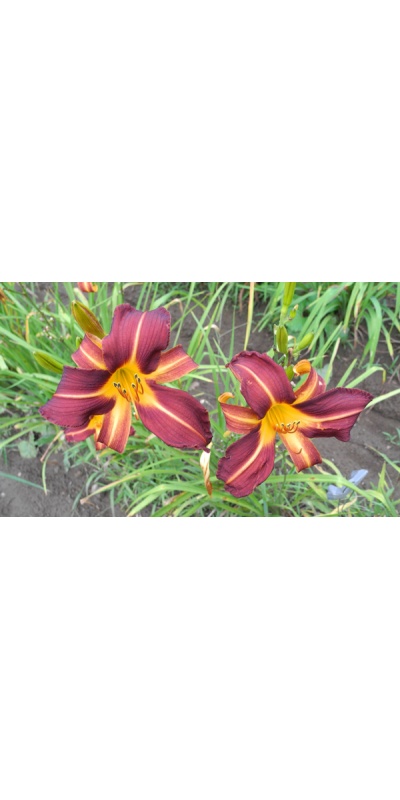 OLALLIE FLETCHER (36-05)