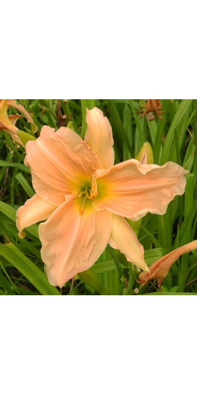 OLALLIE LAYLA MARIE (39-05)
