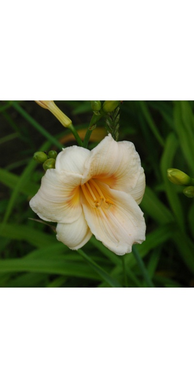 OLALLIE KATHY'S TWINS (44-07)