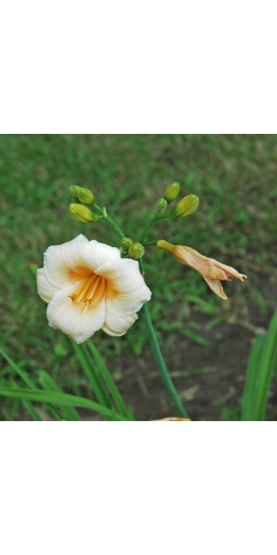 OLALLIE KATHY'S TWINS (44-07)