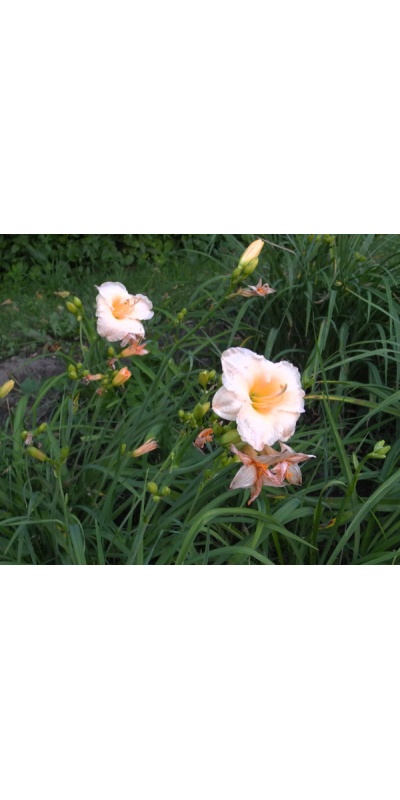 OLALLIE CAROL BECVAR (50-07)