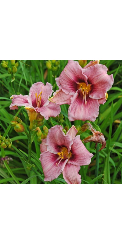 OLALLIE BUSIA (51-07)