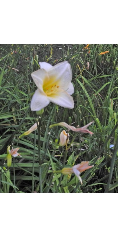 OLALLIE ROWAN DEAN (65-07)