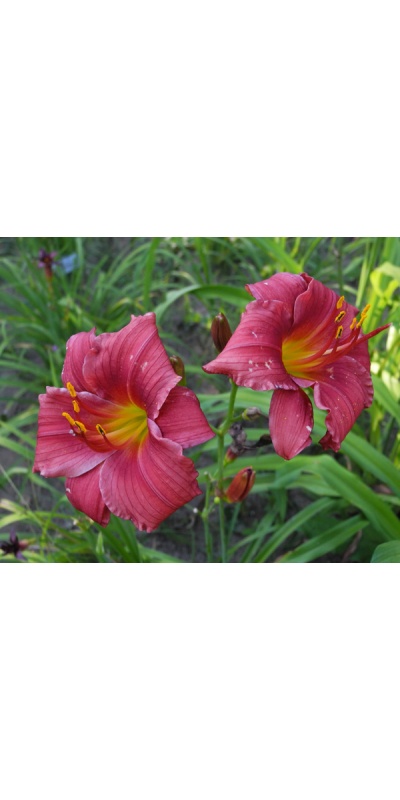 OLALLIE KC TUCKER (66-34-2014)
