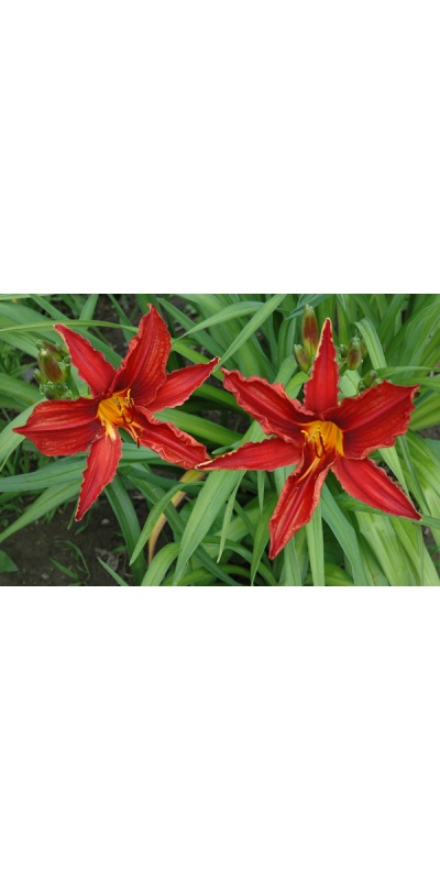 OLALLIE LATE RED