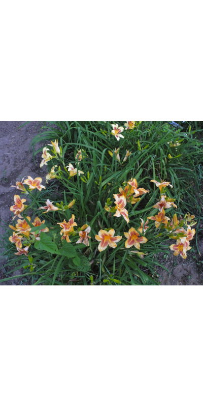 86-21-clump-600px_918168196