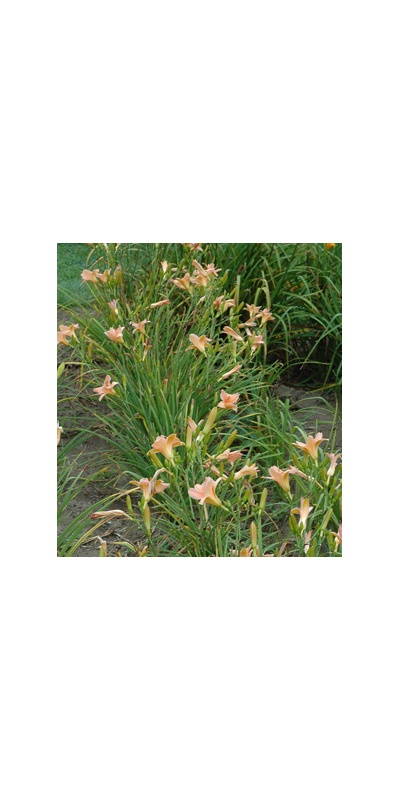 Daylily Clumps 2015: RIVER PROMENADE (VT)
